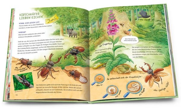 Geh hinaus und entdecke. Tiere und Pflanzen beim Waldspaziergang