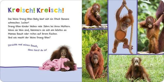 Hör mal rein, wer kann das sein? - Tierbabys