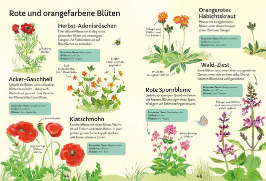 Ich erkunde die Natur: Unsere Wildblumen