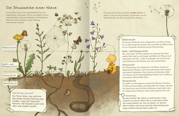 Die kleine Hummel Bommel entdeckt die Wiese