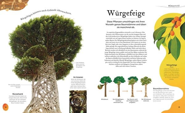 Große und kleine Schätze der Natur. Pflanzen