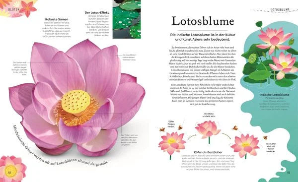 Große und kleine Schätze der Natur. Pflanzen