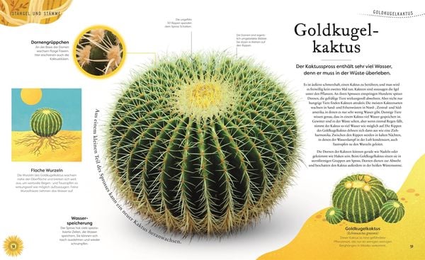 Große und kleine Schätze der Natur. Pflanzen