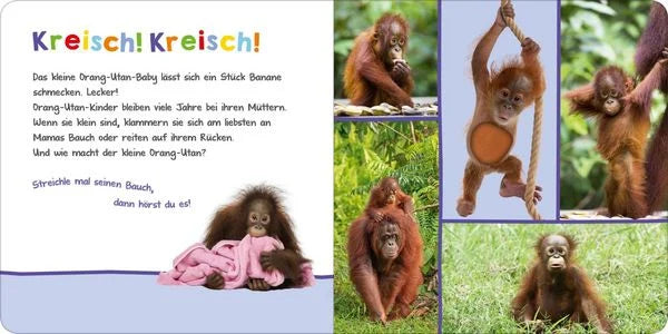 Hör mal rein, wer kann das sein? - Tierbabys