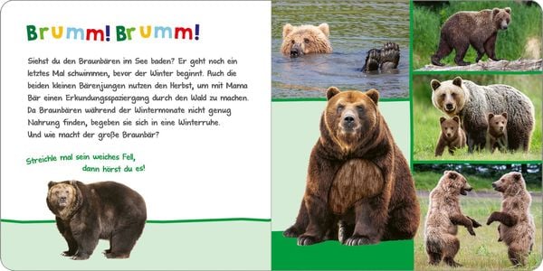 Hör mal rein, wer kann das sein? - Tiere im Herbst
