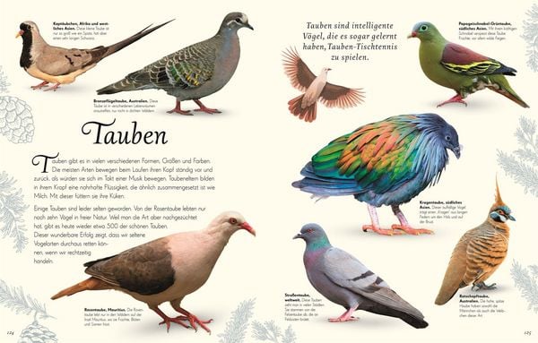 Wundervolle Welt der Vögel